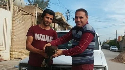15.پرنده شکاری مجروح در دزفول مورد مداوا قرار گرفت